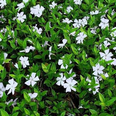 Vinca Minor Alba - Lot de 12 - Pervenche - Pot P9 - Fleur blanche - Pervenche (1/2)