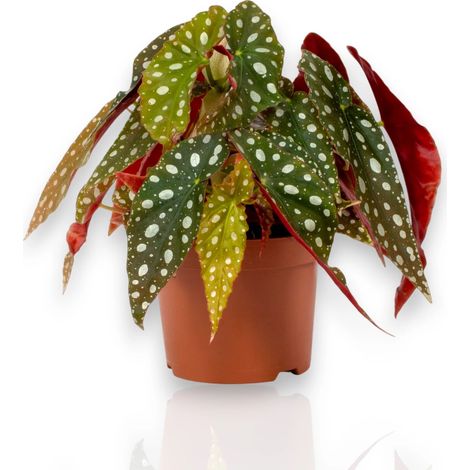 Gardenaria Begonia maculata - Pianta da interno ornamentale - Altezza: 20 cm (vaso 12) (1/5)