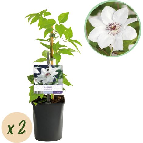 Clématite Miss Bateman - Lot de 2 Plantes Grimpantes à Fleurs Blanches - Pot 11 cm H40 cm - PANGIVO (1/5)