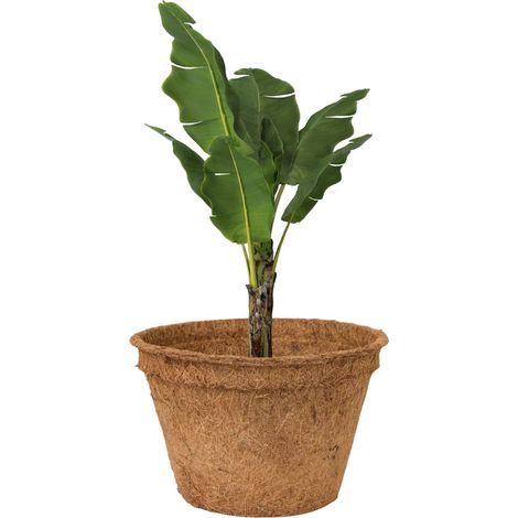 Vaso da fiori in fibra di cocco, vaso da fiori ecologico in fibra di cocco 21,5x14 cm (3000 ml) (1/5)