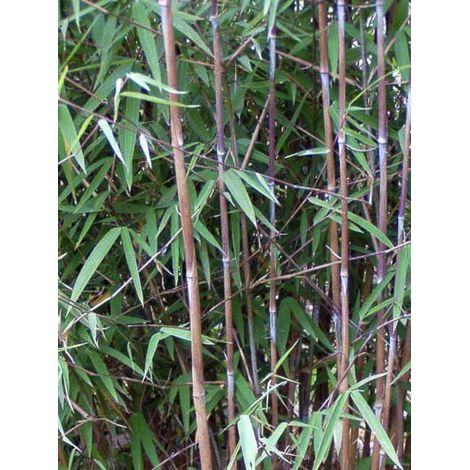 Bambou non traçant 'Obelisk ' Pot de 7,5L/10L (1/2)