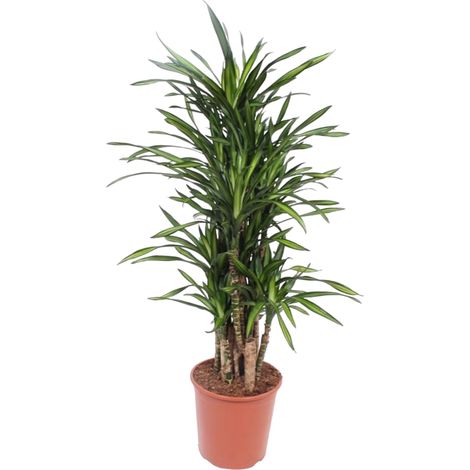 Dracaena Riki Plante Verte d'Intérieur Feuilles Vert Foncé Hauteur 140 cm Pot ø 30 cm - PANGIVO (1/4)