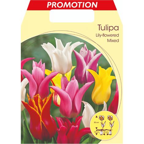 TULIPANO LILY-FLOWERED MIX (CONFEZIONE DA 20 BULBI)