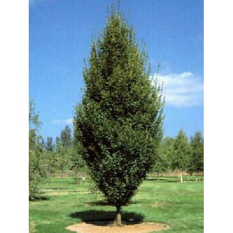 Bouleau commun 'Fastigiata' Pot de 3L/4L (1/2)