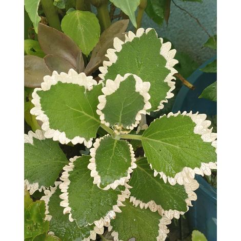 2 cuttings - coleus madagascariensis (pers.) a.cheval