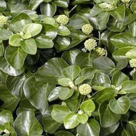 Lierre commun - Hedera helix 'Arbori Compact' - 20-25 cm pot