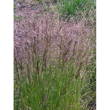 Canche cespiteuse 'Pixie Fountain' Godet de 8/9 cm (1/3)