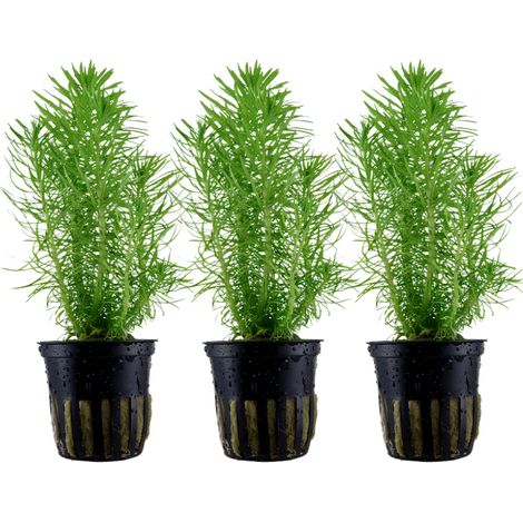 Aquarium Pflanze 3 Stück Pogostemon erectus Wasserpflanze Tropica Topf Nr.053F Set