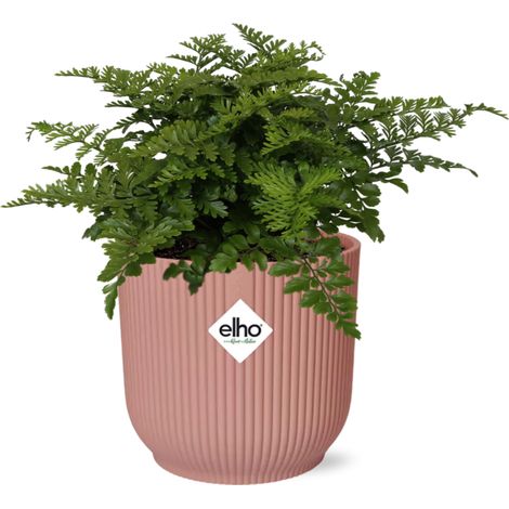 Fougère Asplenium Parvati - Plante d'Intérieur Dépolluante - Pot 14 cm Rose - PANGIVO (1/5)