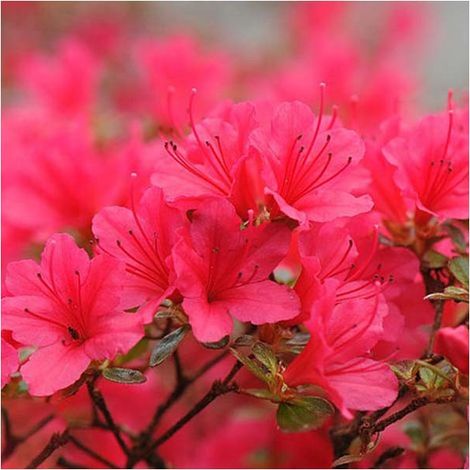 Azalée japonaise - Azalea japonica Madame Galle Pot de 2L/3L (1/2)