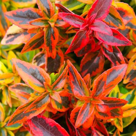 Pépinières Naudet – Abélia x grandiflora 'Kaleidoscope' – Arbuste caduc 1,20 à 1,50 m – Fleurs blanches de l'été à l'automne – Rusticité jusqu'à -10°C