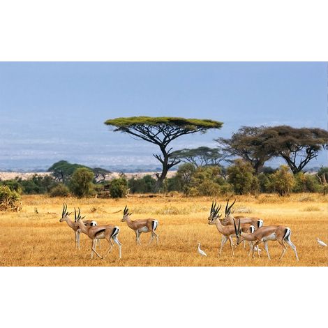 Affiche animaux gazelles dans la savane - 60x40cm - made in France (1/5)