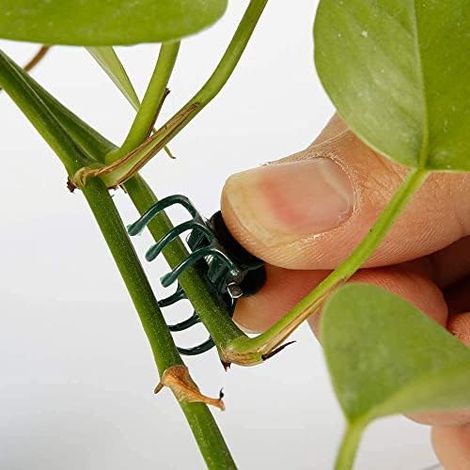 100 Pcs Plante Support Clips de Jardin en Plastique Mini Tiges Fleur Jardin Outils Clips Cultiver Vertical Orchid (1/5)