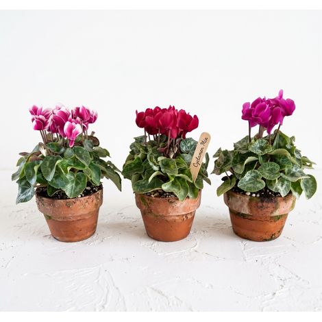 Ciclamino (Cyclamen persicum) - set da 6 piante in 6 colori - vaso in coccio 11 cm (1/3)