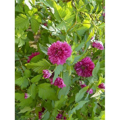 Ronce ornementale à fleurs doubles Pot de 3L/4L (1/2)