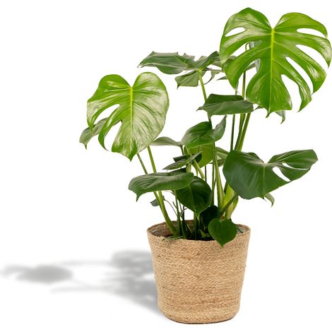 Monstera Deliciosa Plante Verte à Trous avec Panier Selin - Hauteur 80 cm - Ø 21 cm - PANGIVO (1/5)