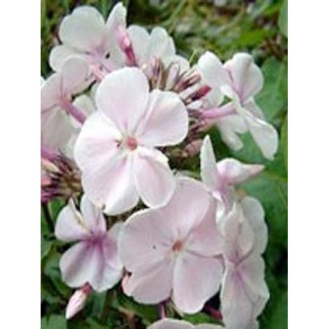 Phlox paniculé 'Monica Lynden Bell' Godet de 8/9 cm (1/2)