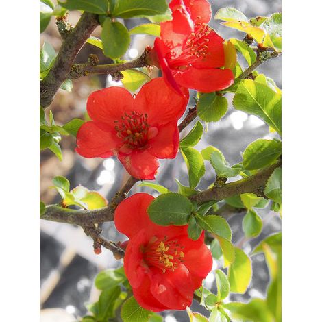Cognassier du Japon 'Red Kimono' Pot de 4L/5L
