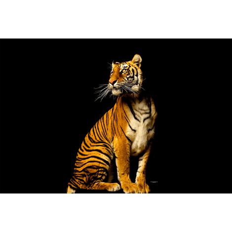 Papier peint panoramique tigre 3D | Tapisserie panoramique moderne pour couloir | Papier peint panoramique animaux sur fond noir - 267 x 400 cm (4 pièces) (1/2)