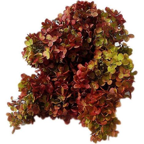 Rose éternelle préservée, cadeau d’anniversaire, fleurs séchées pour déclaration d’amour, idée romantique pour Femme, décoration maison longue durée. (1/4)