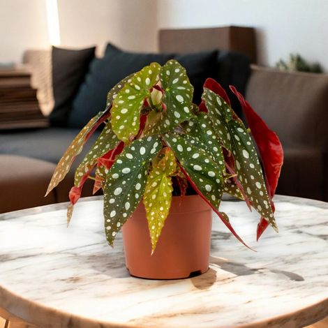 Gardenaria Begonia maculata - Pianta da interno ornamentale - Altezza: 20 cm (vaso 12) (1/5)