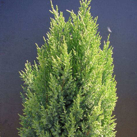 Genévrier de Chine Stricta, Juniperus/Pot de 7,5L - 40/60 cm