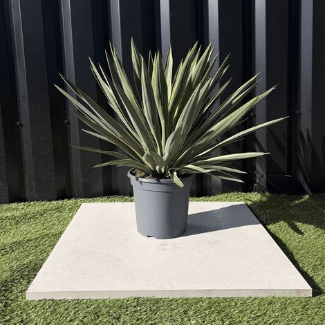 Yucca Gloriosa Variegata Hauteur 40 Cm Pot 3,5 Litres (1/3)