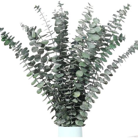 15 Pièces Tiges d'Eucalyptus Séchées Naturelles, Décoration Florale Conservée pour Mariage et Maison (1/5)