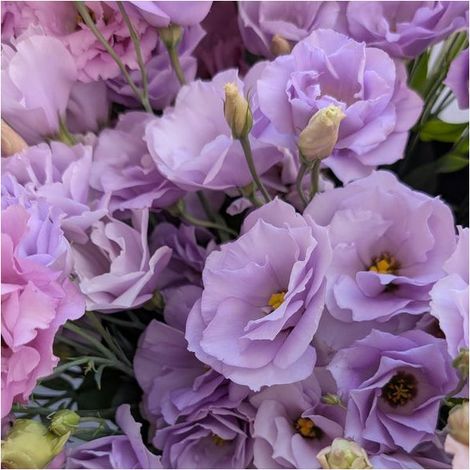 500 Graines de Lisianthus Violet Clair Lucita – Fleurs Jardin Plantation Facile (1/3)