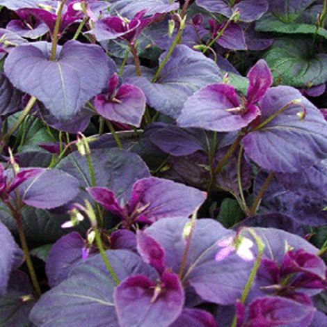 4 x Violette de Labrador - Viola labradorica  - godet 9x9 cm