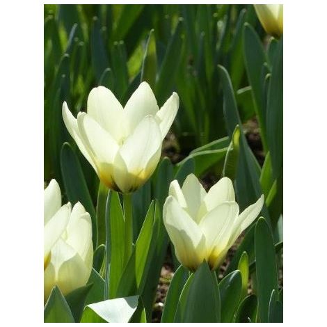 Tulipe fosteriana 'Concerto' Bulbe calibre 12+ (par 10) (1/2)