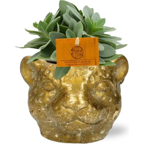 Senecio Cephalophorus plante succulente pot 10,5 cm hauteur 15 cm avec cache-pot doré léopard - PANGIVO