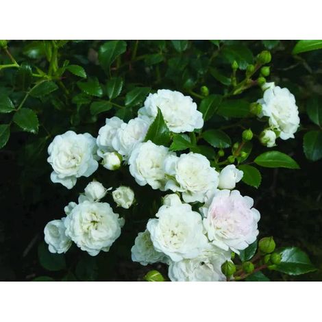 Gardenaria Rosa 'Banksiae Alba Plena' - Rosa da giardino - Altezza: 90/100 cm (vaso 19) (1/2)