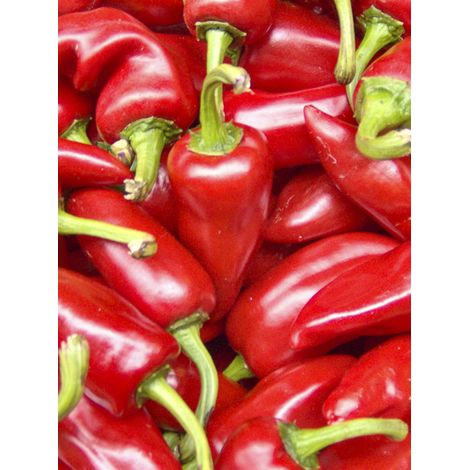 Piment 'Sucette de Provence' le sachet de 30 graines