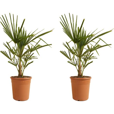 Bloomique - Lot de 2 - Trachycarpus Fortunei - Palmier chanvre - Plantes de jardin - Rustique - Hauteur 60-80 cm - Pot 21 cm