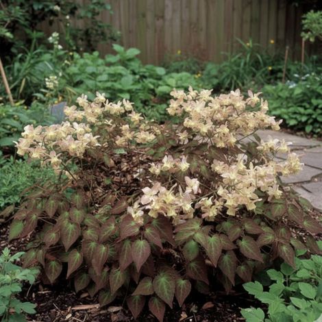Fleur des Elfes Cupreum, Epimedium/Lot de 3 godets