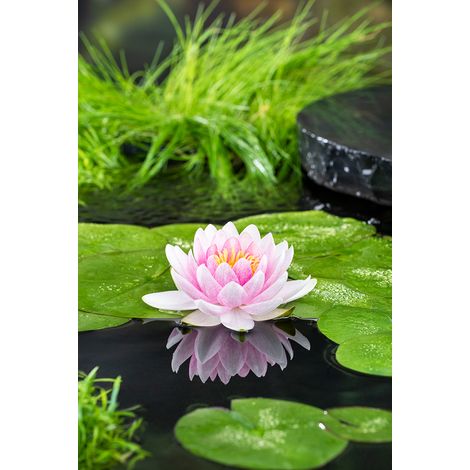 Bloomique - Nymphaea Wilfron Gonnere - Nénuphar - Rose - Plantes de bassin - Plantes aquatiques - Rustique - Hauteur 10-20 cm - Pot 11 cm