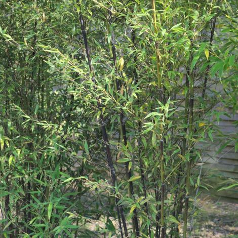 Bambou noir, Phyllostachys/Pot de 25L - 175/200