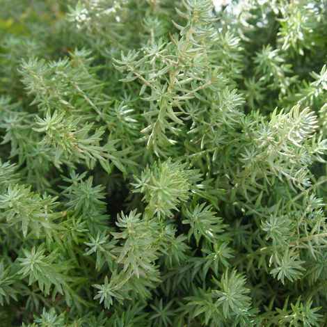 Thuya occidental Teddy - Thuja occidentalis Teddy 20/30cm Pot 2,5L