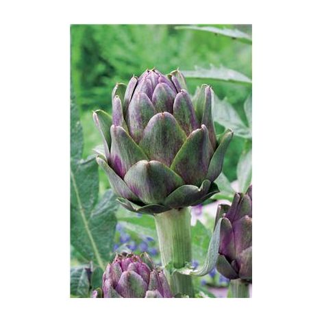ARTICHAUT VIOLET DE PROVENCE - Plants - LE GODET