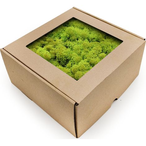 Musgo de reno - Noruega - Verde primavera 50 g netos (1/5)