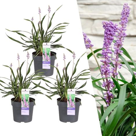 Lot de 3 Liriope muscari 'Ingwersen' Plante Vivace Persistante Fleurs Lavande Pot Ø 14 cm - PANGIVO (1/4)