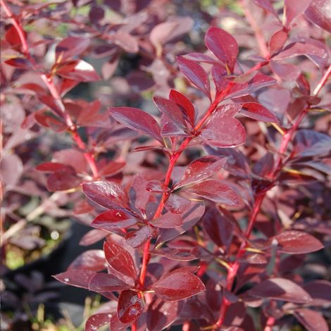 Epine-vinette Auricoma, Berberis/Pot de 3L - 40/60 cm