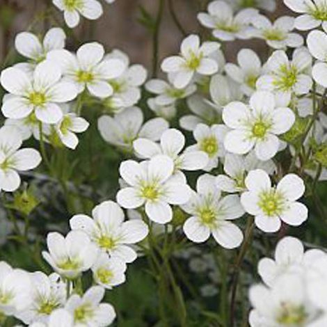 4 x Saxifrage d'Arends  - Saxifraga 'Schneeteppich'  - godet 9x9