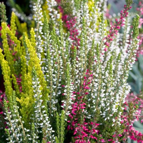 1 PIANTA CALLUNA VULGARIS TRICOLOR IN VASO DA 12CM, PIANTE DA ESTERNO, FIORI DA BALCONE (1/2)