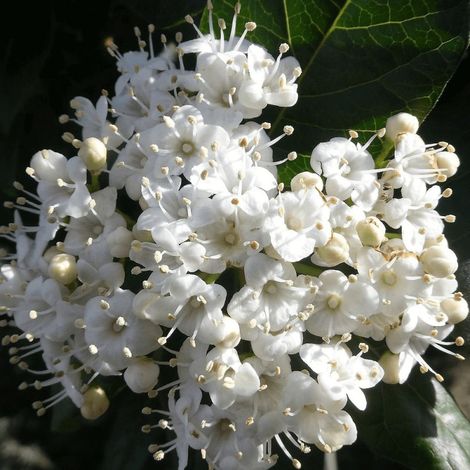 Viorne, Laurier Tin Giganteum, Viburnum/Pot de 4L - 40/60 cm