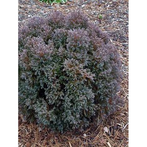 Cyprès blanc de l'Atlantique 'Blue Rock'® Pot de 2L/3L (1/3)