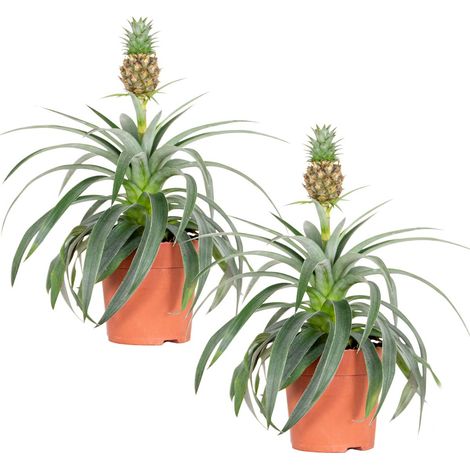 Bloomique - Lot de 2 - Ananas Mi Amigo - Plante ananas - Plante  anti-ronflement - Plante d'intrieur - Sans danger pour les animaux -  Dpolluante - 30-40 cm de haut - Pot 12 cm