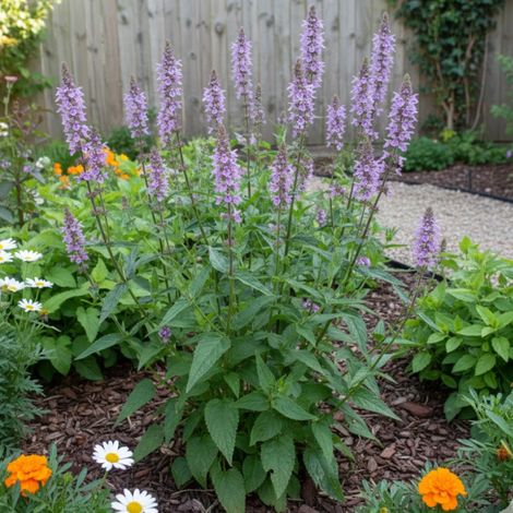 Epiaire des marais, Stachys/Lot de 5 godets
