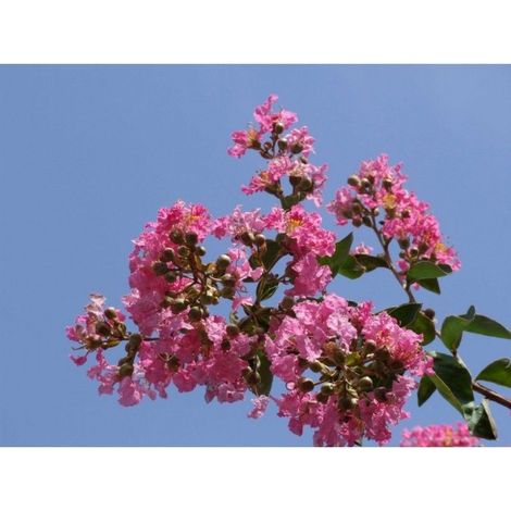 Planta de Lagerstroemia Indica - arbol de J�piter. Altura 20 - 30 Cm